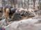 Удар по Сумам: количество погибших снова возросло