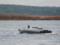 Морской дрон ГУР в Новороссийске ликвидировал пятерых российских водолазов