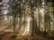 Через 100 лет: в Кировоградской области создадут национальный парк «Черный Лес»